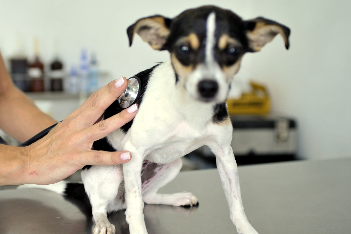 Vereadora quer criar em Curitiba Programa Veterinário Mirim 